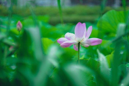 荷花