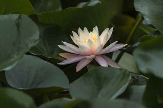 水墨茈碧莲