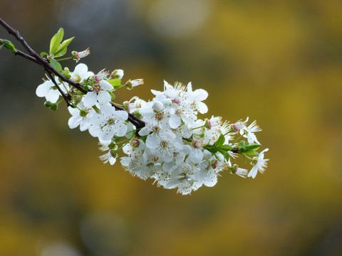 梨花