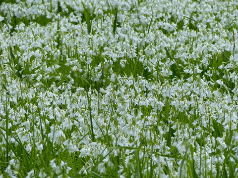 夏雪片莲