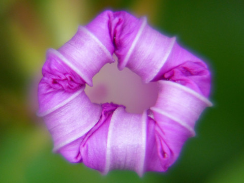 牵牛花