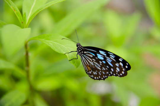 拟旖斑蝶