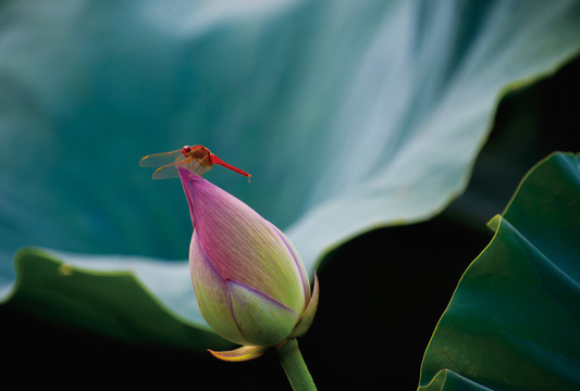 荷花花蕾