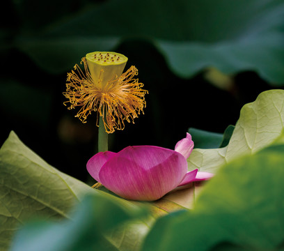 残荷花莲蓬花瓣