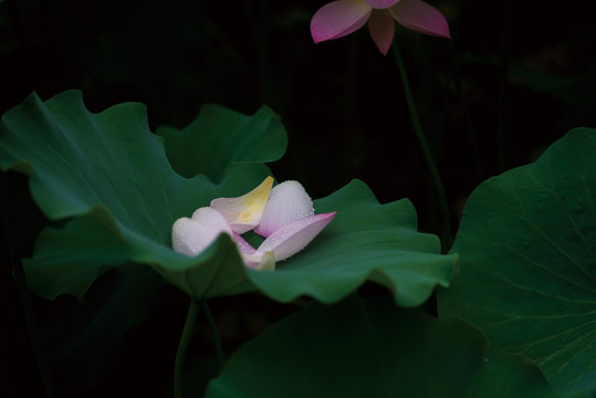 残荷花莲蓬花瓣