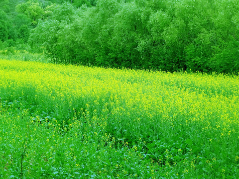 油菜花田园