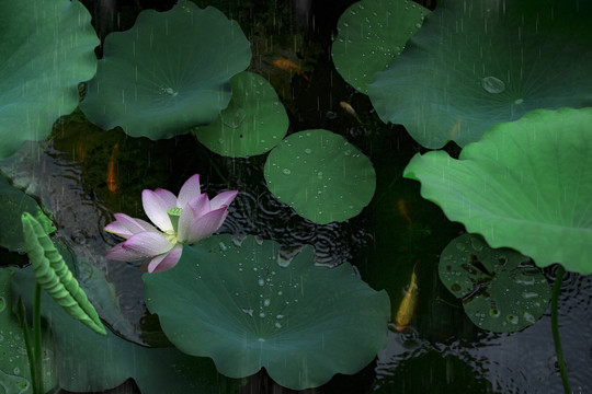 沐雨莲