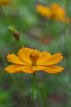 百日菊