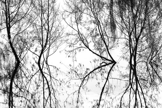 黑白水中树枝