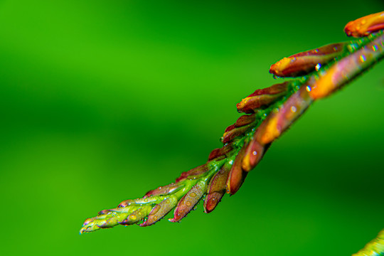 花穗