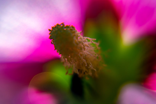 红花和蜜蜂