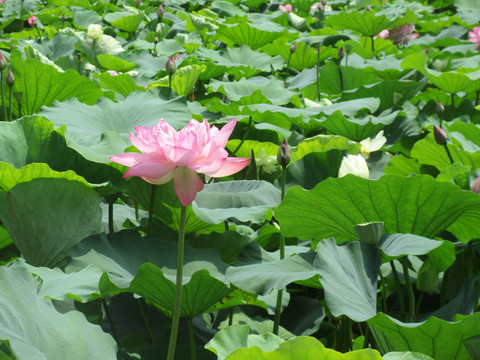荷花