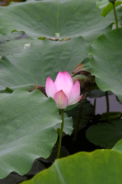 莲花