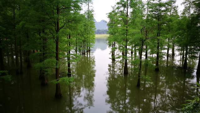 水杉湖水绿树