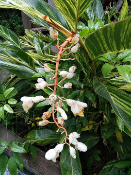 生姜花
