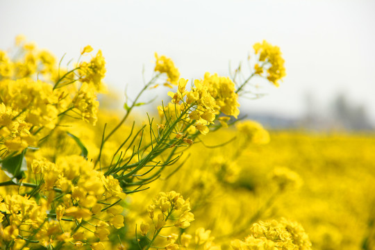 油菜花