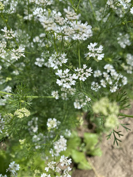 香菜花