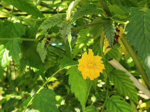 棣堂花特写