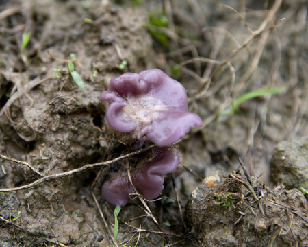 紫丁香菇