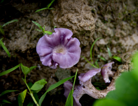 紫丁香菇