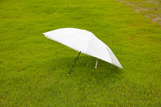 草地上的伞