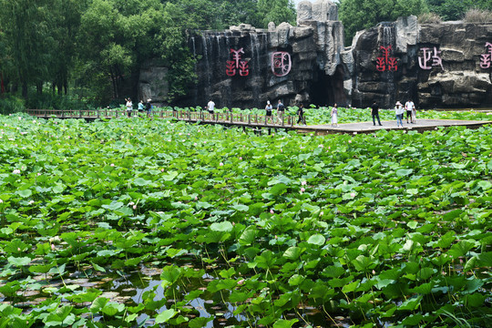 枣庄微山湖红荷湿地荷花