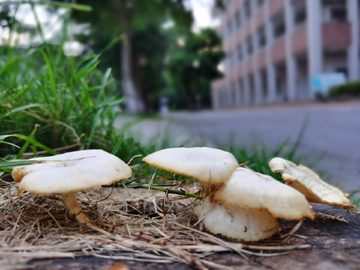 校园蘑菇