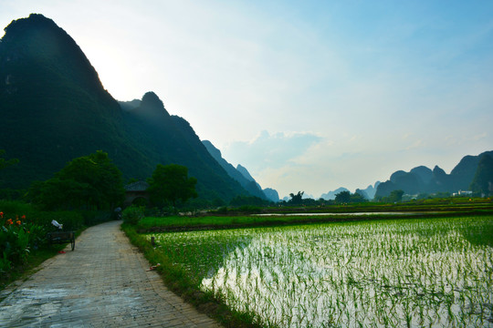 稻田青山