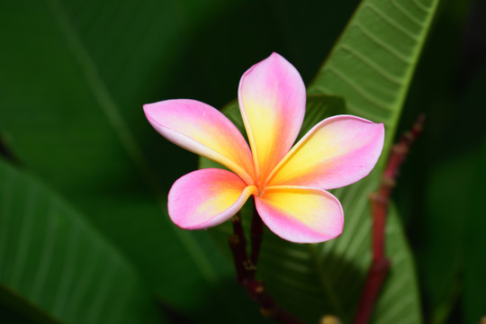 鸡蛋花
