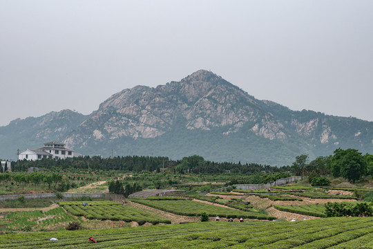 山脚下的茶田