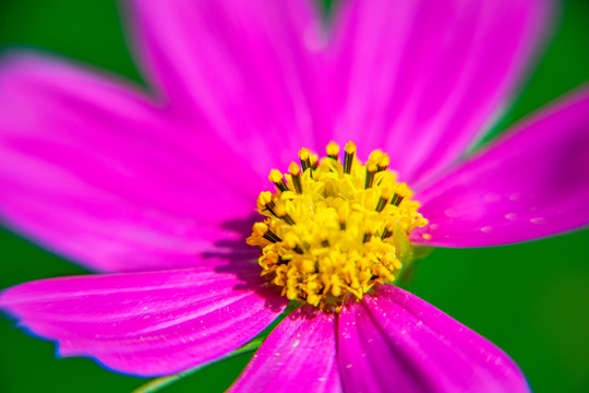 波斯菊