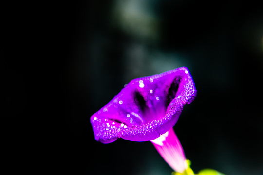 紫色牵牛花