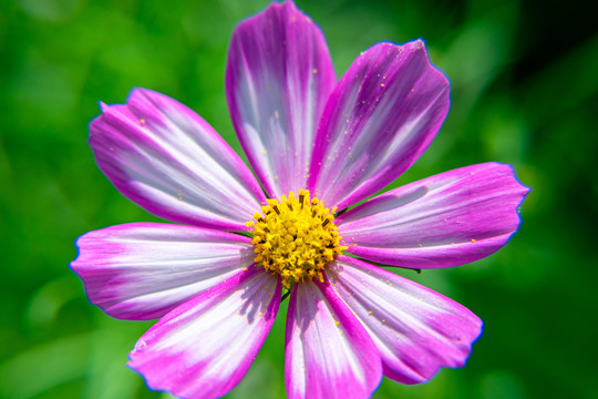 格桑花