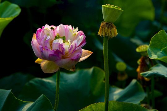荷花