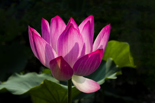 红荷