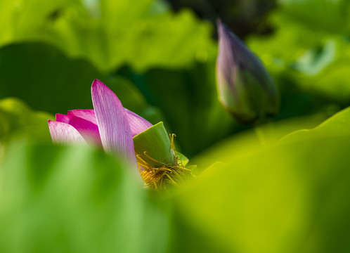 红荷