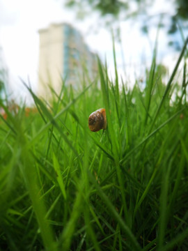 努力攀爬的小蜗牛