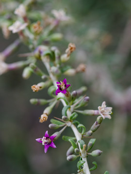 蜜蜂在野生黑枸杞花上采蜜