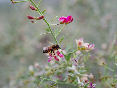 蜜蜂在骆驼刺花上采蜜