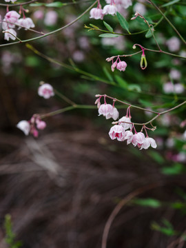 罗布麻茶花