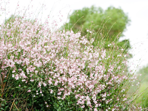 罗布麻茶花