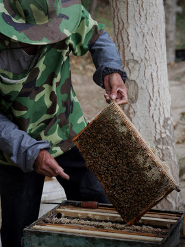 养蜂人在割蜜