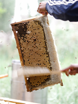 新疆养蜂人劳作画面