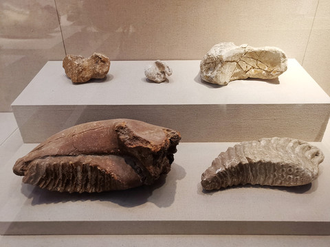 古菱齿象下颌骨化石