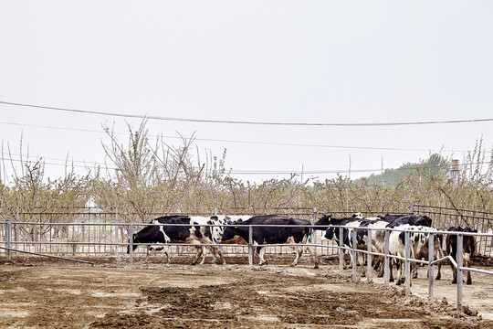 牛场里散步的奶牛