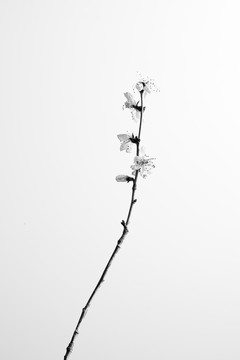 残花007