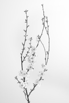 花012