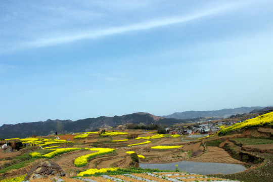 油菜基地二