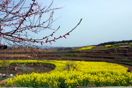 油菜基地三