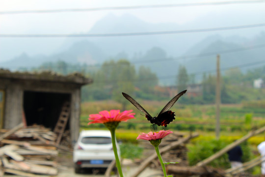 园林花草B
